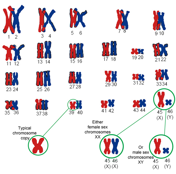 Chromosomes pair up and swap DNA called cross over